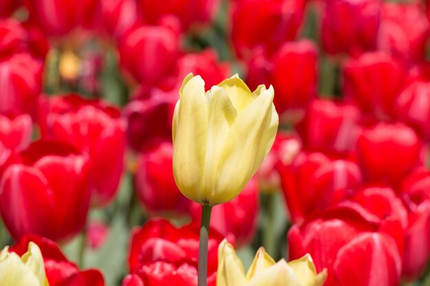 Floración colorida de la flor del tulipán en el jardín