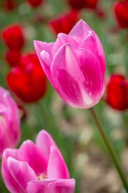 Floración colorida de la flor del tulipán en el jardín