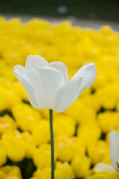 Floración colorida de la flor del tulipán en el jardín