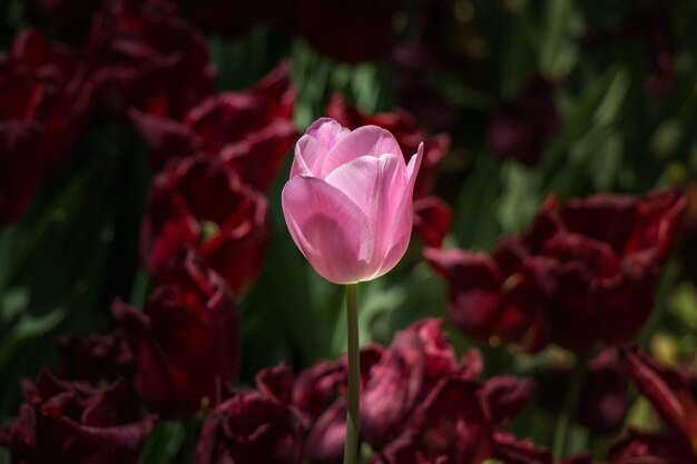 Floración colorida de la flor del tulipán en el jardín