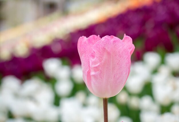 Floración colorida de la flor del tulipán en el jardín