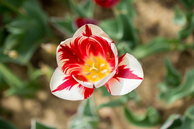 Floración colorida de la flor del tulipán en el jardín