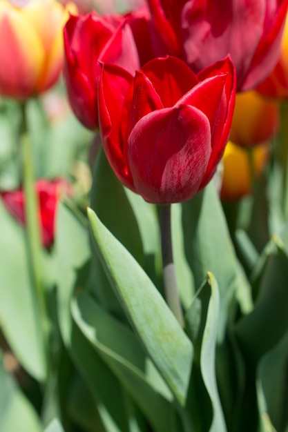 Floración colorida de la flor del tulipán en el jardín