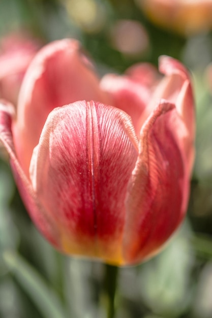 Floración colorida de la flor del tulipán en el jardín