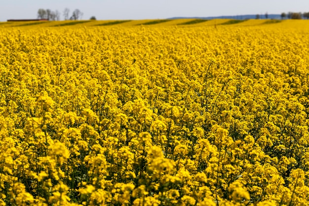 Floración de colza con muchas flores amarillas.