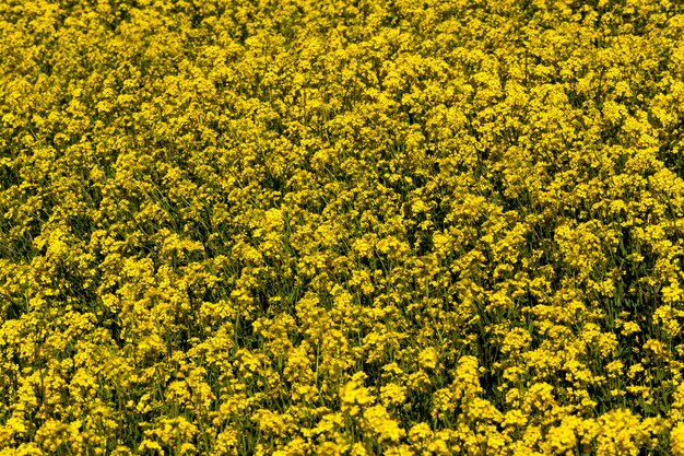 Floración de colza con muchas flores amarillas.