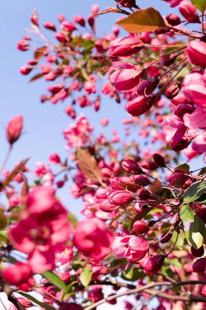 Floración decorativa manzano rosa