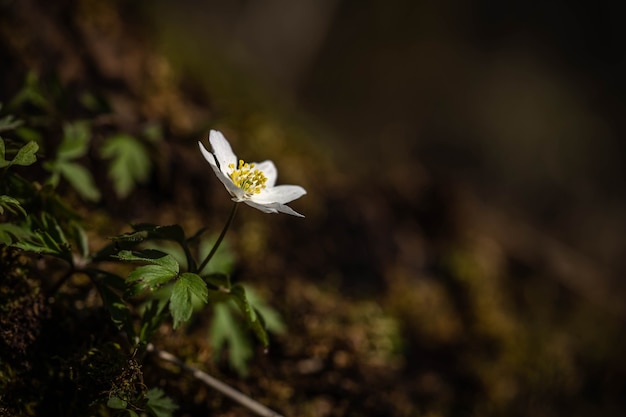 Floración de una delicada flor blanca en el bosque