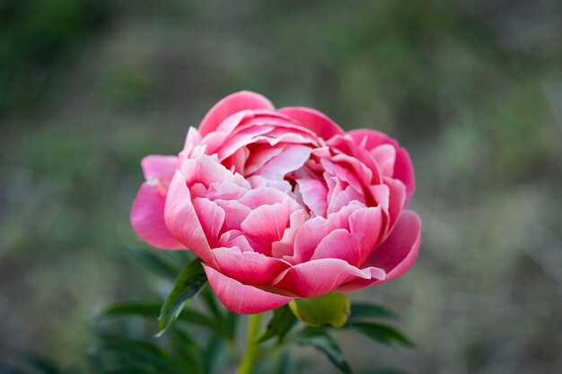 Foto floración de una delicada peonía rosa de asombrosa belleza.