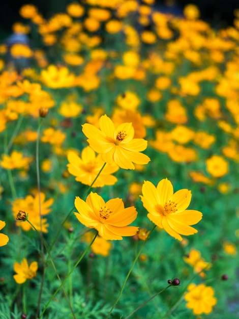 Floración de la flor del cosmos amarillo naranja en el jardín