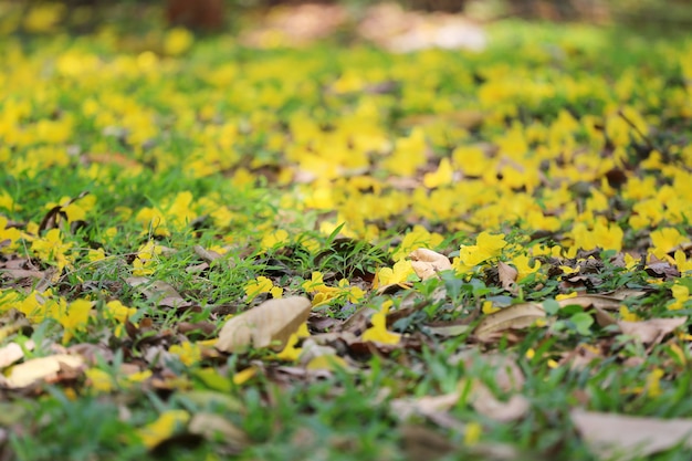 Floración de flores amarillas de árbol de trompeta amarillo o árbol de trompeta paraguayo.