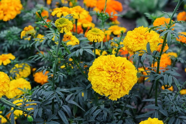 Floración de flores amarillas de caléndulas en jardín de verano.