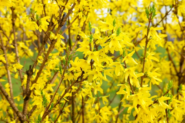 Floración de flores amarillas de primavera