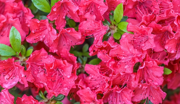 Floración de flores de azalea roja con gotas de rocío en el jardín de primavera