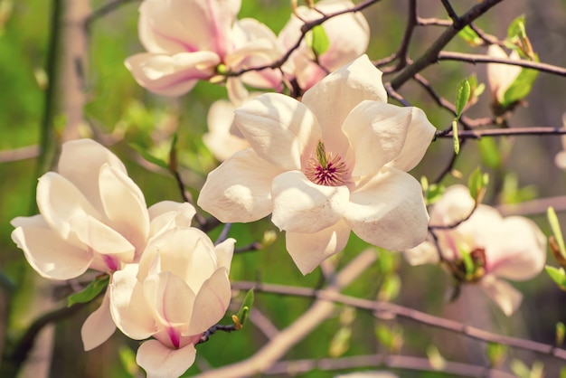 Floración de flores blancas de magnolia en primavera, fondo estacional natural