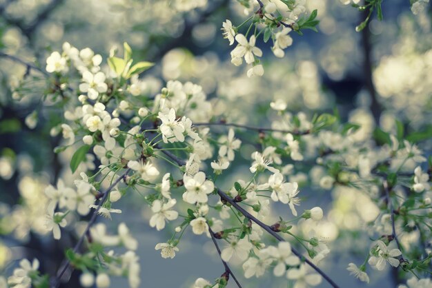 Floración de flores de cerezo en primavera fondo natural estacional vintage hipster