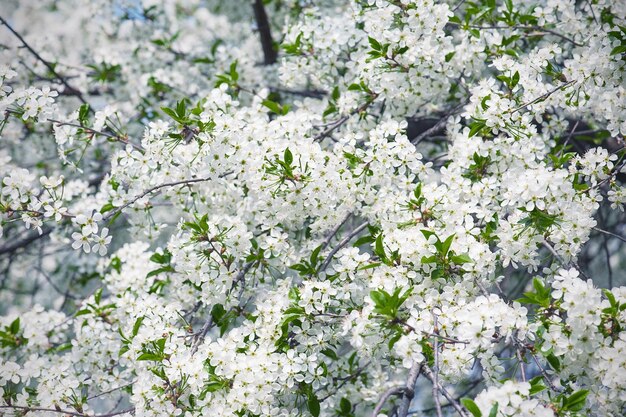 Floración de flores de cerezo en primavera con macro de hojas verdes