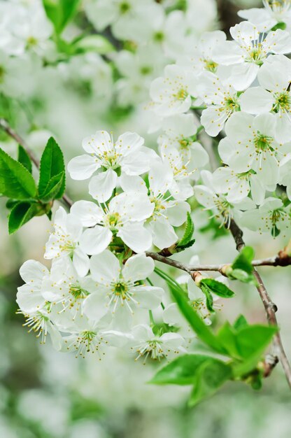Floración de flores de cerezo en primavera con macro de hojas verdes