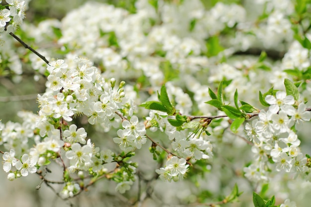 Floración de flores de cerezo en primavera con macro de hojas verdes