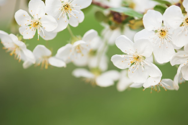 Floración de flores de cerezo en primavera con marco macro de hojas verdes