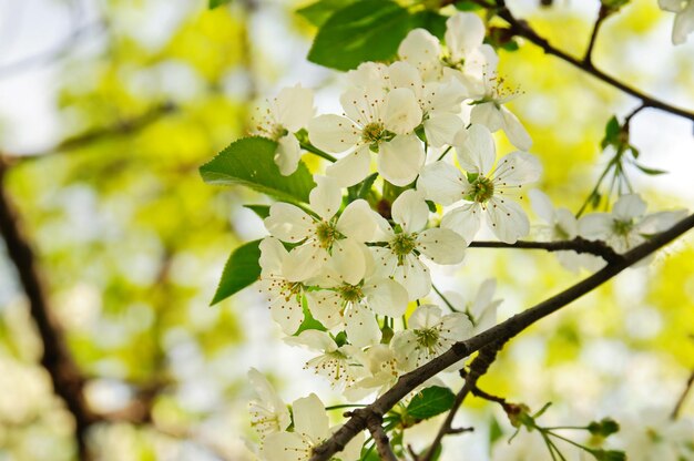 Floración de flores de cerezo