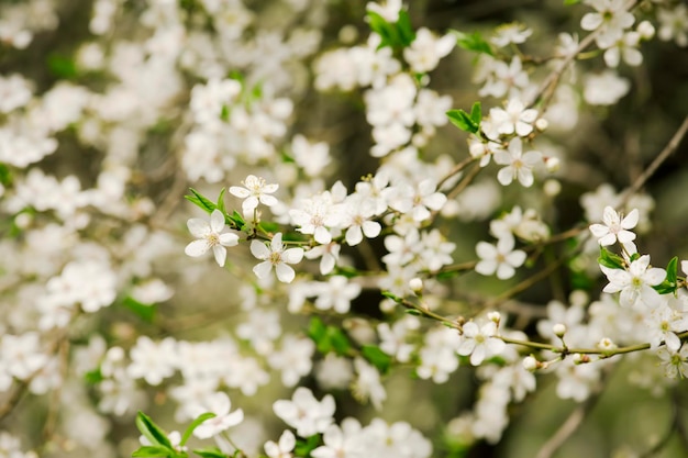 Floración de flores de ciruela en primavera con hojas verdes fondo de pascua