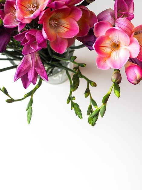 Floración de flores de fresias rosas aisladas en blanco