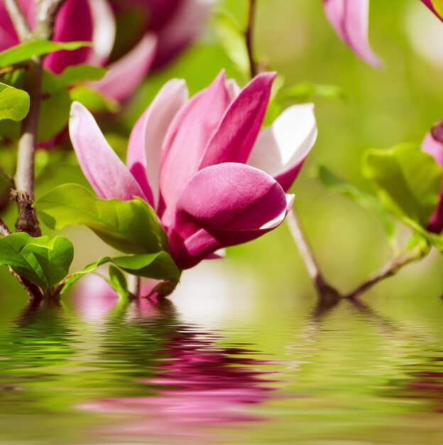 Floración de flores de magnolia en primavera fondo floral soleado con reflejo de agua