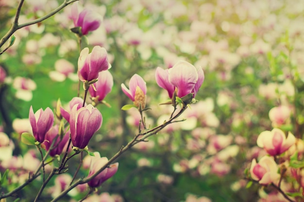 Floración de flores de magnolia en primavera imagen hipster vintage retro