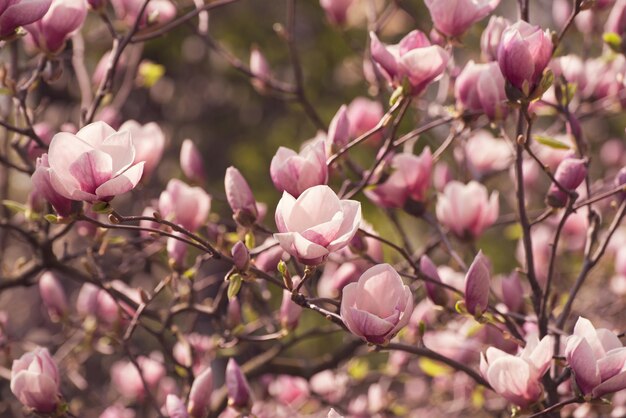 Floración de flores de magnolia rosa en el fondo floral de primavera