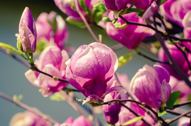 Floración de flores de magnolia rosa con hojas verdes en primavera floral fondo estacional natural