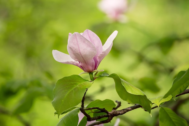 Floración de flores de magnolia rosa con hojas verdes en primavera, fondo estacional natural floral