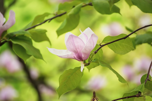 Floración de flores de magnolia rosa con hojas verdes en primavera, fondo estacional natural floral