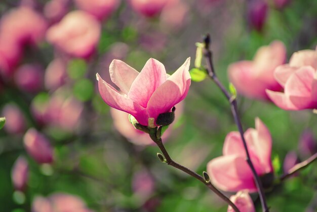 Floración de flores de magnolia rosa en primavera, fondo estacional natural floral