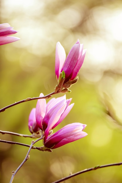 Floración de flores de magnolia rosa en primavera fondo estacional natural floral