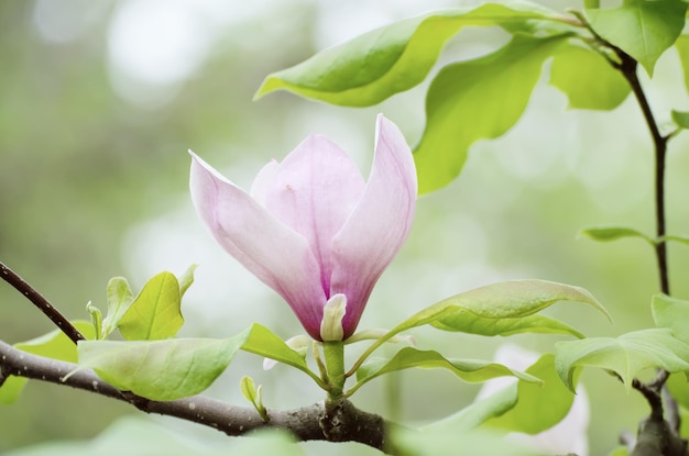 Floración de flores de magnolia rosa en primavera fondo floral estacional