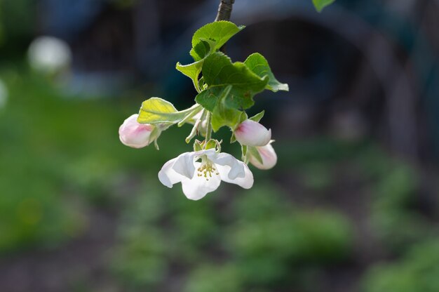 Floración de flores de pera jóvenes.