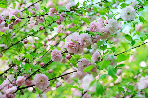 Floración de flores de sakura profundidad de campo