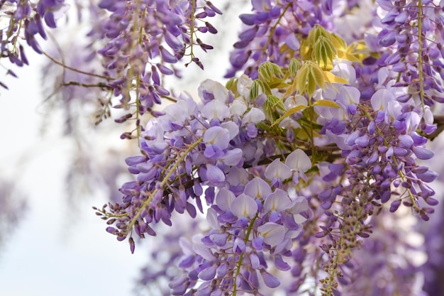 Floración de glicinias púrpura en primavera en Francia