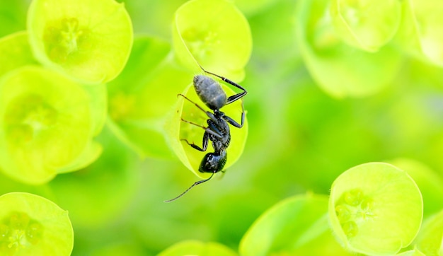 Floración Green Spurge en primavera Euphorbia esula y hormiga