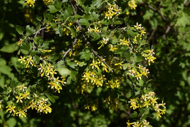 Floración grosella oro primavera jardín flores bayas