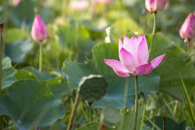 Floración hermosa del loto rosado en la naturaleza de la piscina, flor de la flor del agua del lirio