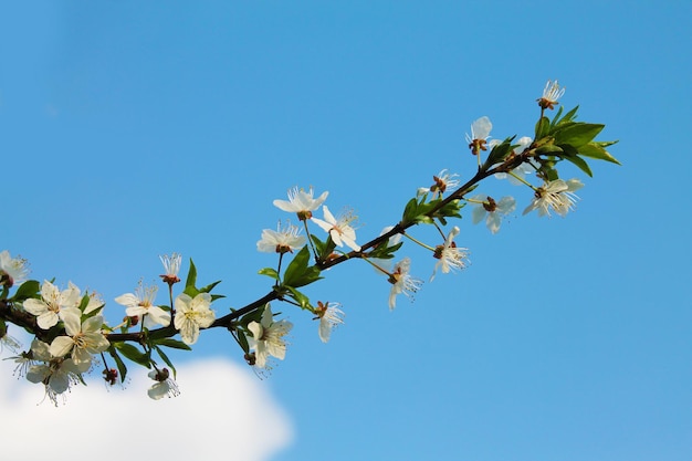 Floración Hermosa rama blanca con flores de pera en el jardín de primavera de la mañana y fondo del cielo