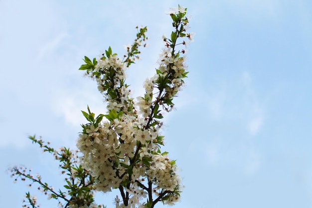 Floración Hermosa rama blanca con flores de peras y ciruelas en el jardín de primavera de la mañana