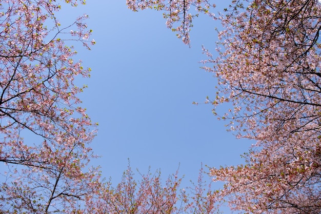 Floración hermosa de Sakura rosado con el cielo azul para el fondo y el contexto.