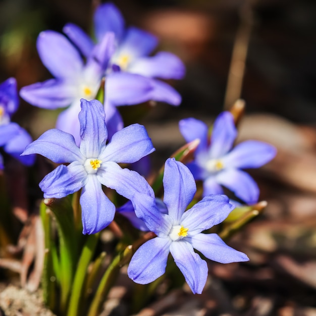 Floración de hermosas flores azules chionodoxa en el jardín de primavera