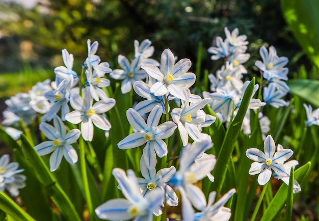 Floración de hermosas flores blancas Puschkinia scilloides en el jardín de primavera