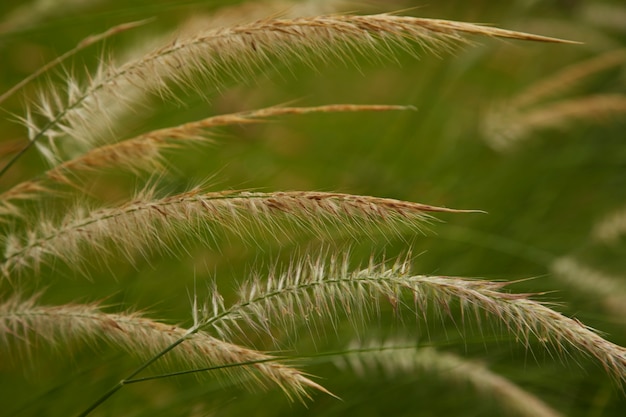 Foto la floración de la hierba