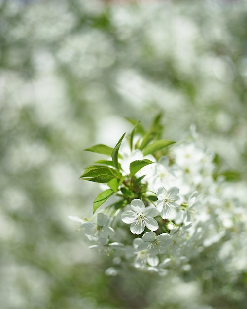 Floración en el jardín