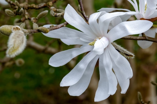 Floración de magnolia blanca